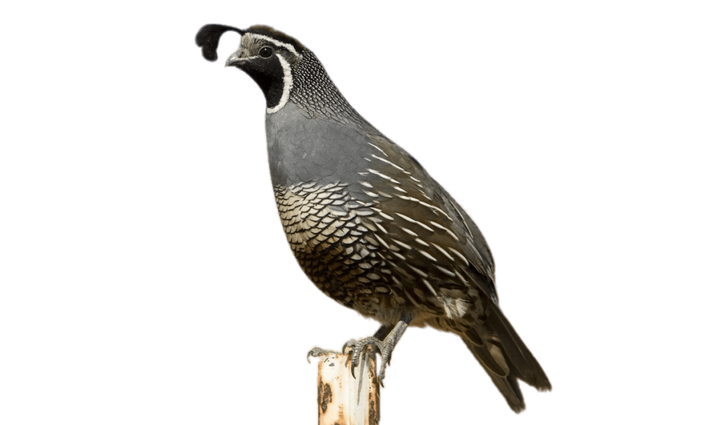 California Quail PNG: Elegant Bird Wallpaper with Transparent Background