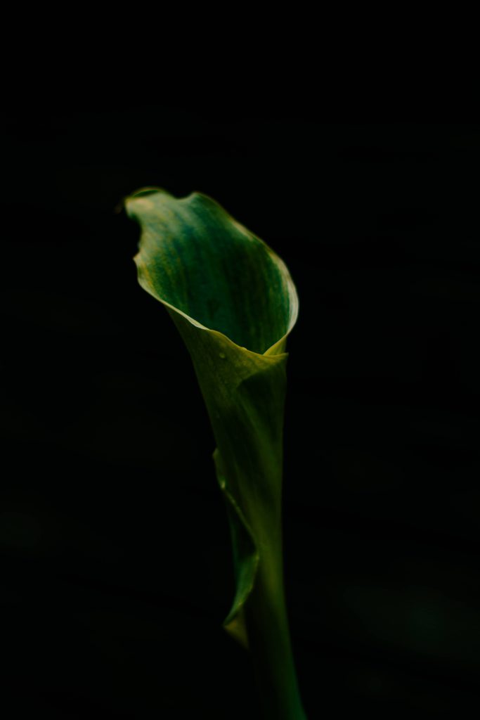 Close-up Calla Lily with vibrant green petals in low-key lighting on black minimalist wallpaper background