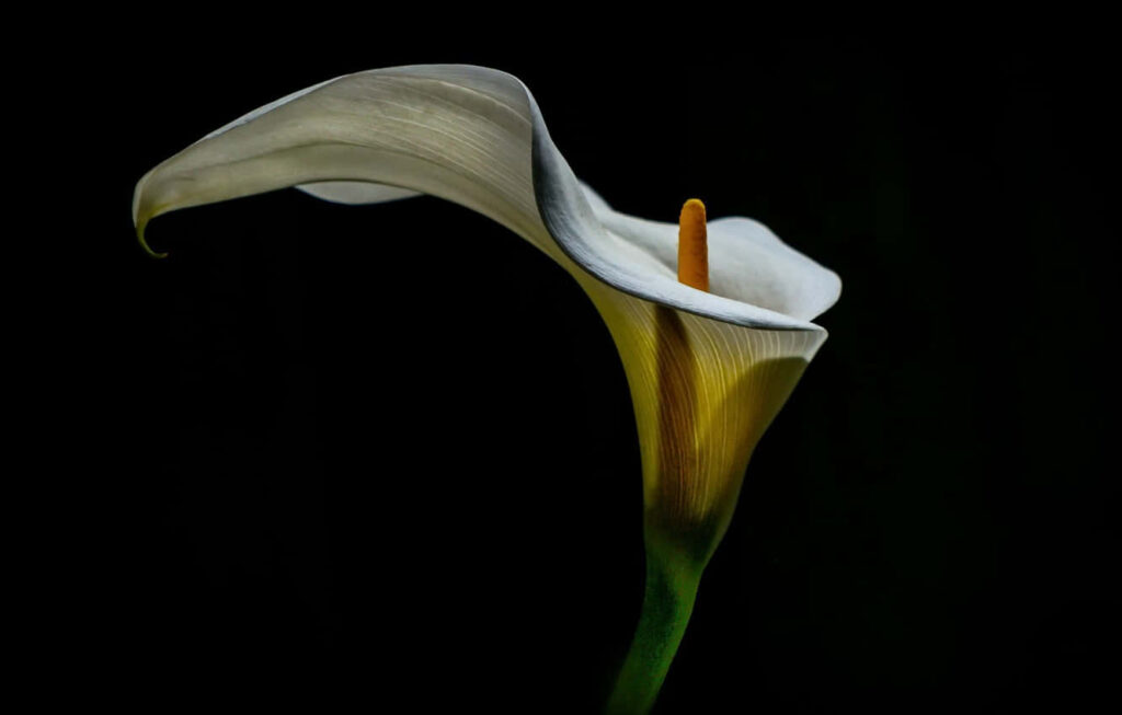 Elegant Calla Lily Wallpaper on Black Background - Minimalistic Design