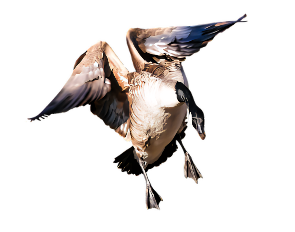 Elegant Canada Goose in Flight - Stunning Black Background Wallpaper