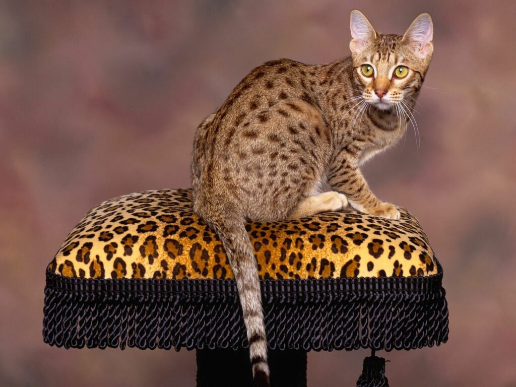 Elegant Spotted Cat on Leopard-Print Stool in Warm Background Wallpaper