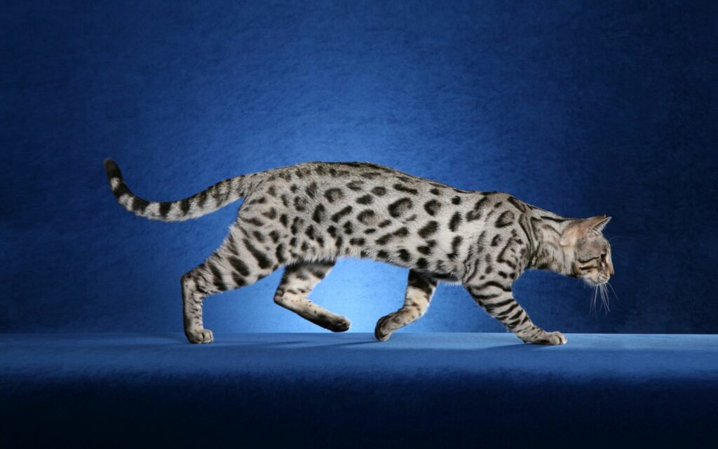 Elegant Cat Wallpaper: Graceful Feline with Leopard Spots on Blue