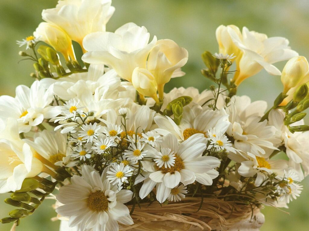 Charming White Chamomile & Yellow Freesias Wallpaper: Tranquil Background