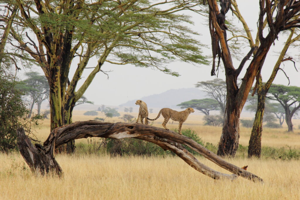 Cheetahs on Tree in Savannah - Majestic Wildlife Wallpaper