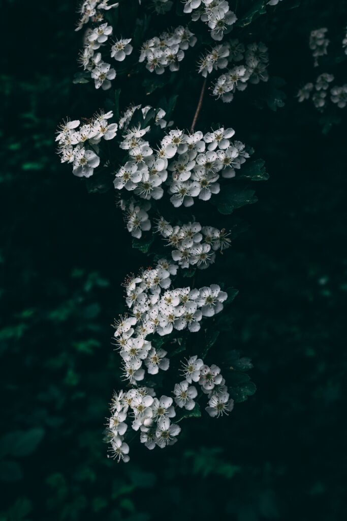 Serene Cherry Blossom Wallpaper: Elegant White Flowers & Dark Background