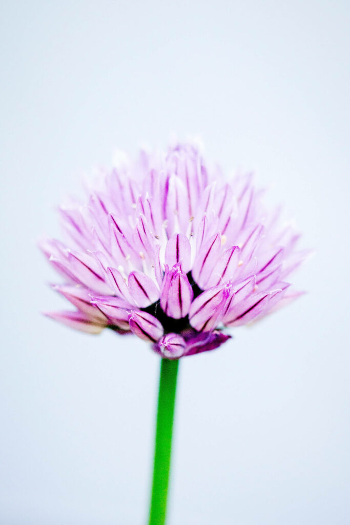 Elegant Chives Flower Wallpaper: Purple Petals on Neutral Background