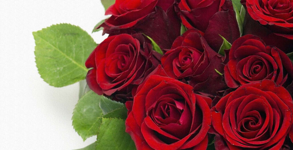 Elegant Close-Up of Deep Red Roses on Soft White Background Wallpaper