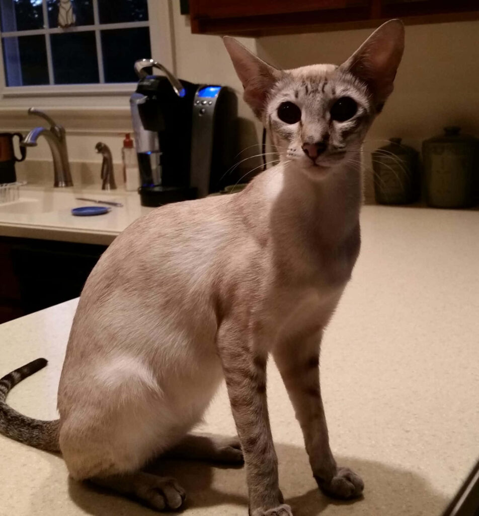 Elegant Colorpoint Shorthair cat with blue eyes sitting on kitchen counter in soft natural light Wallpaper