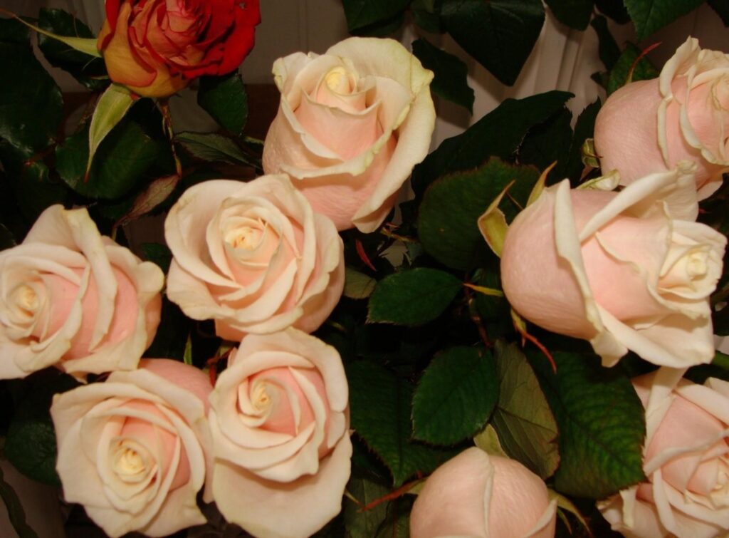 Elegant Floral Wallpaper: Cream Roses & Red Rose on Green Leaves