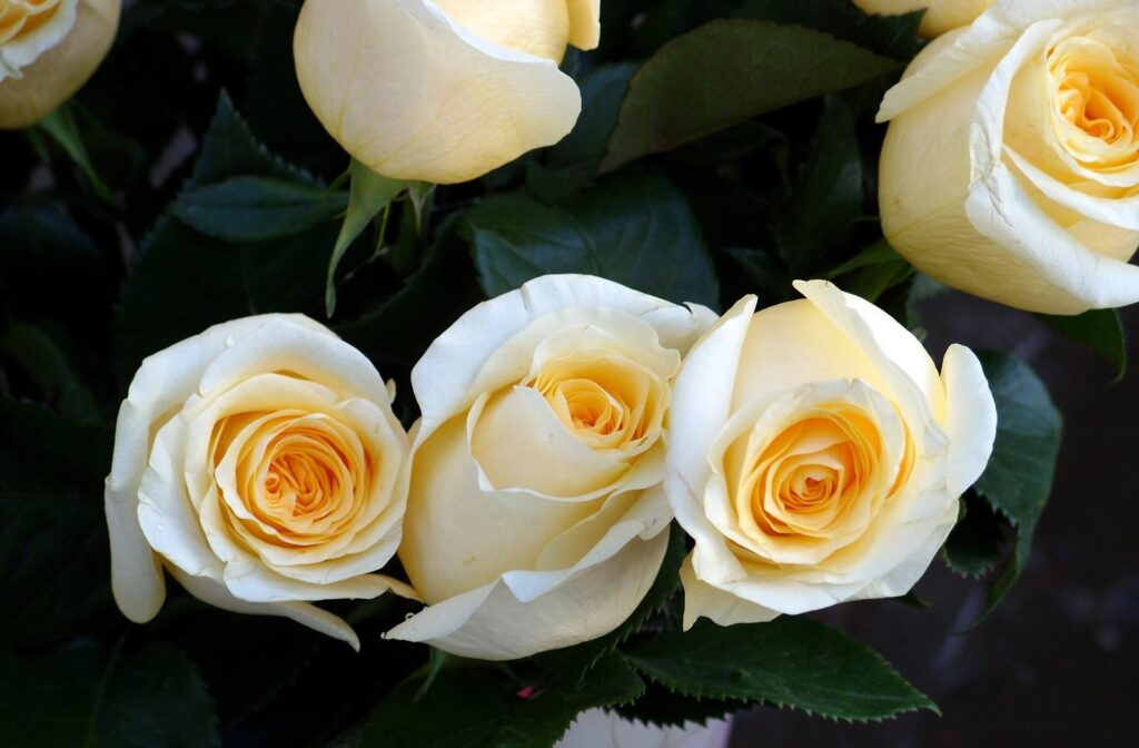 Elegant Creamy White Rose Bouquet Wallpaper for Serene Ambiance