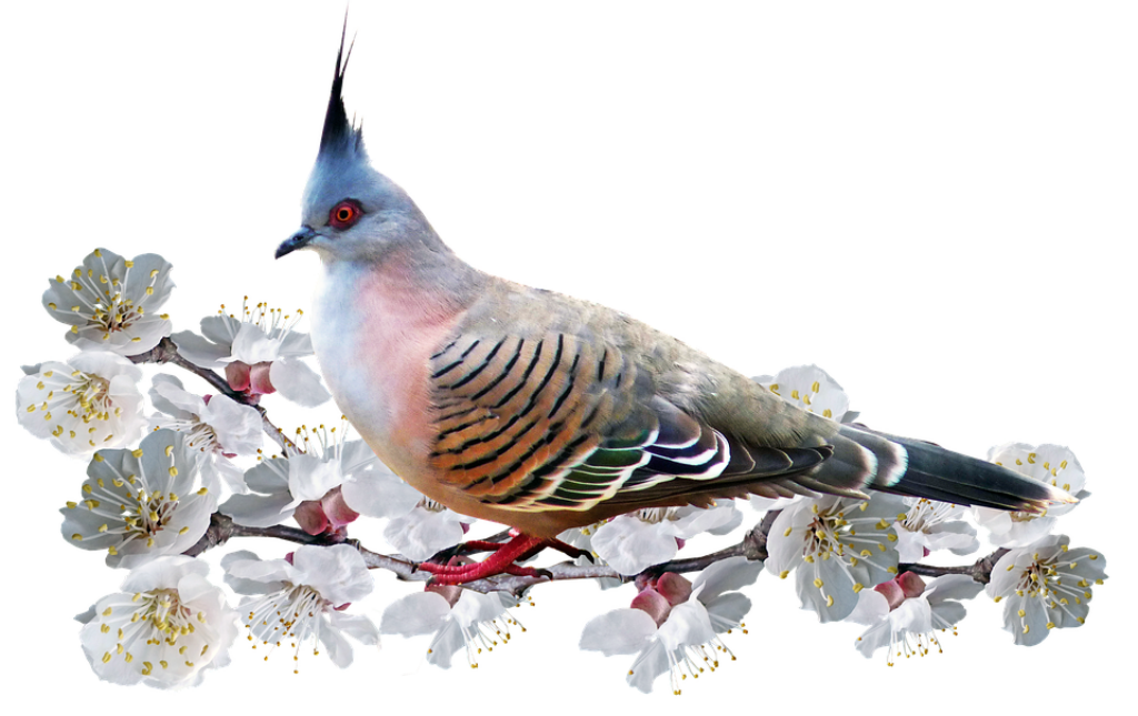 Vibrant Crested Pigeon on Blossoming Branch - Serene Wallpaper