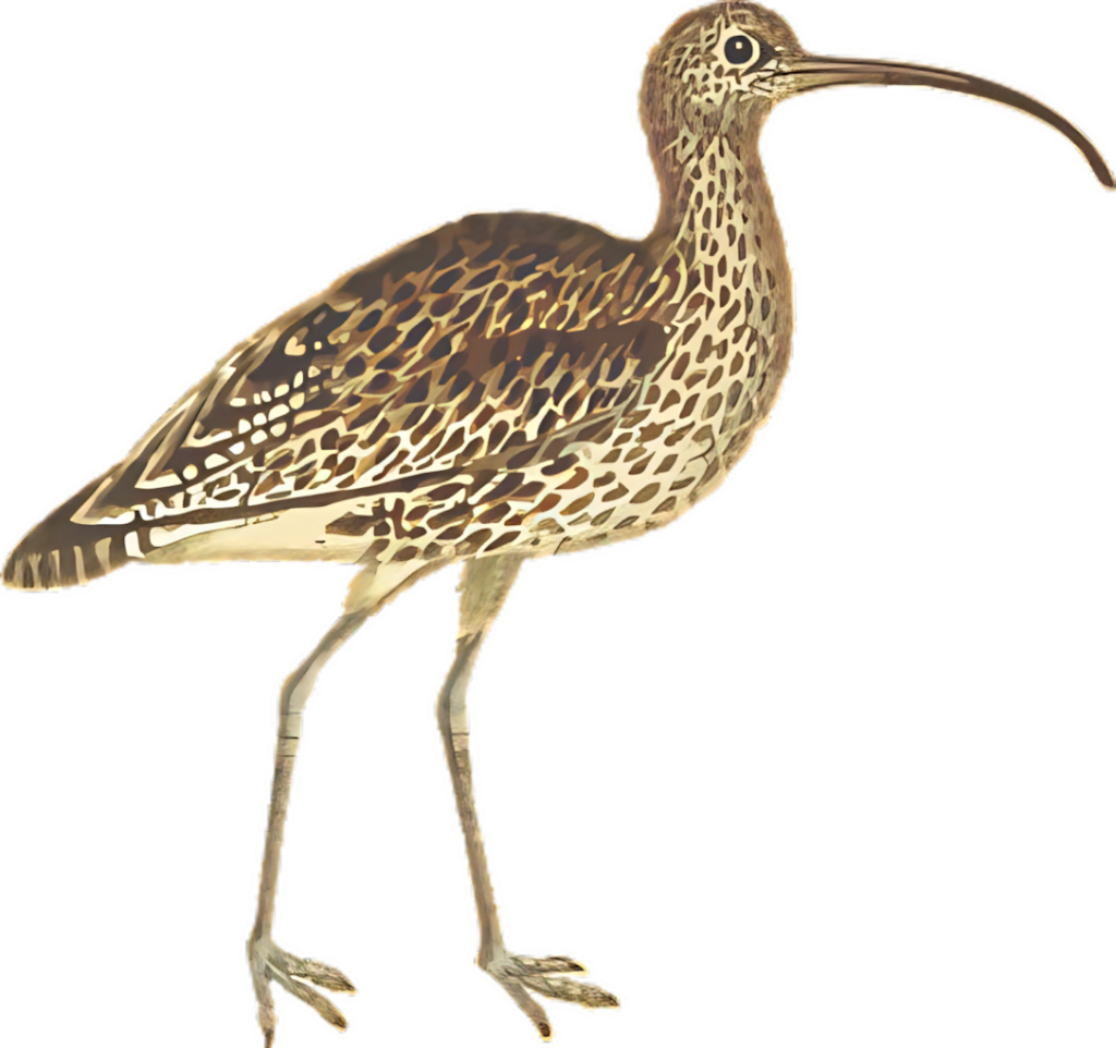 Elegant Curlew Bird Wallpaper: Detailed Illustration & Unique Patterns