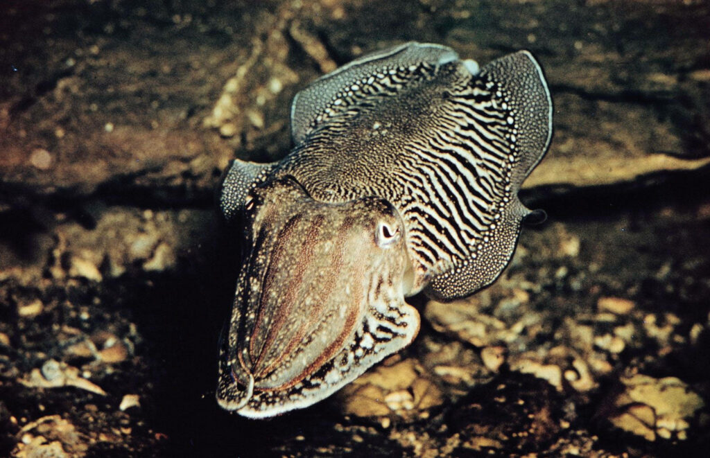 Mysterious Cuttlefish Wallpaper: Sea Floor Patterns & Textures