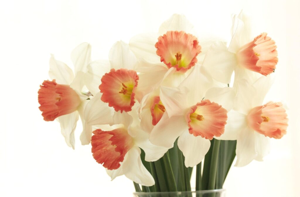 Elegant Daffodil Bouquet Wallpaper - Springtime Beauty