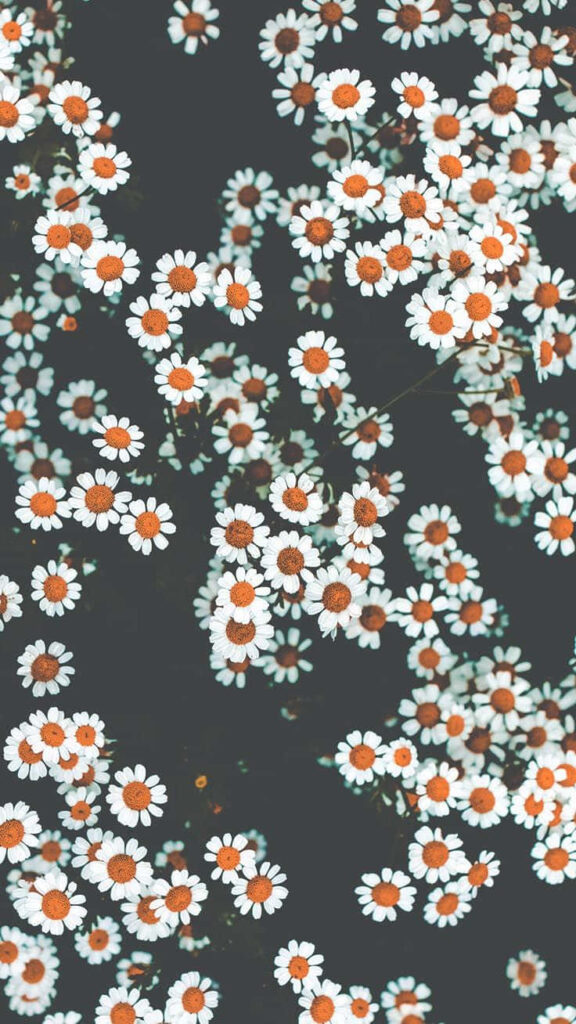 Elegant Daisy Wallpaper: Dark Background with Delicate Floral Pattern