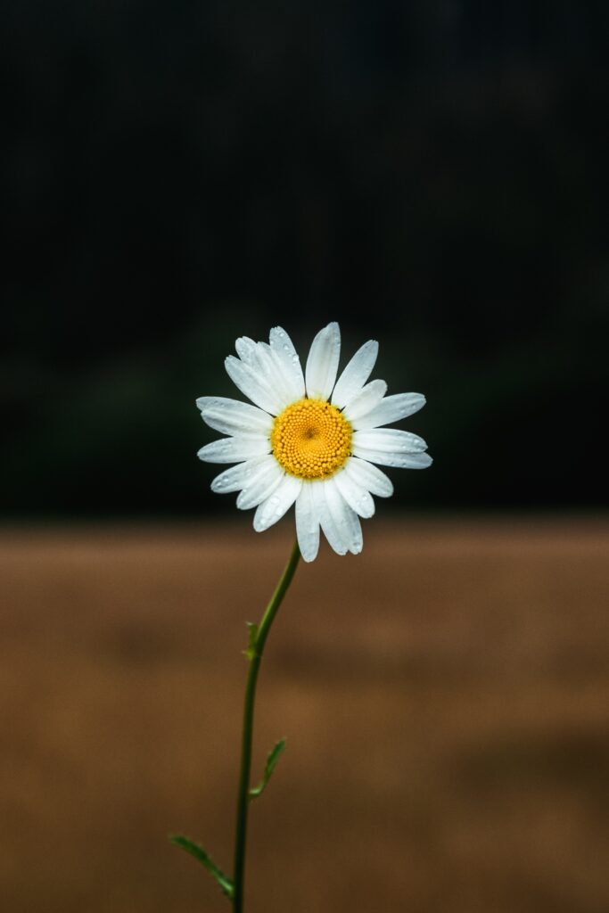 Single Daisy Wallpaper: White Petals & Yellow Center on Soft Background