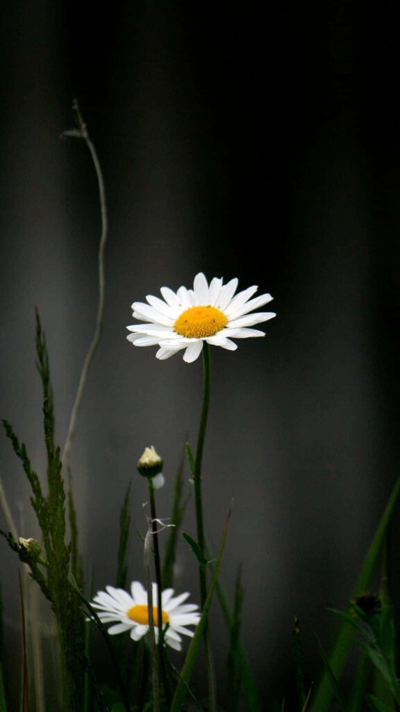 Elegant Daisy Wallpaper: Minimalist Black Background for Android