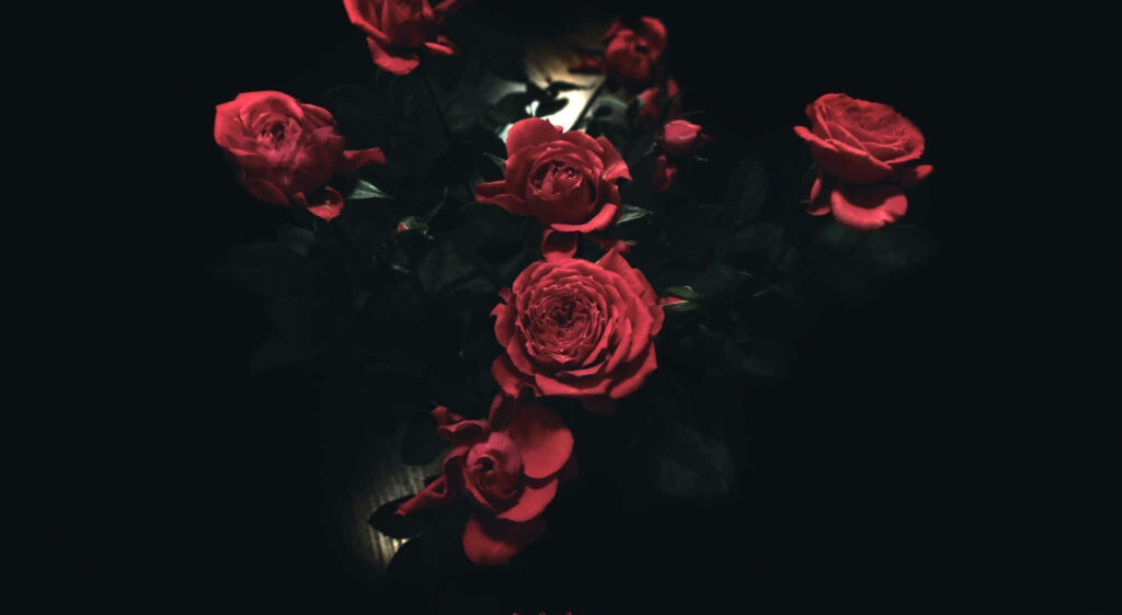 Elegant Red Roses Wallpaper on Dark Background - Vibrant Floral Art