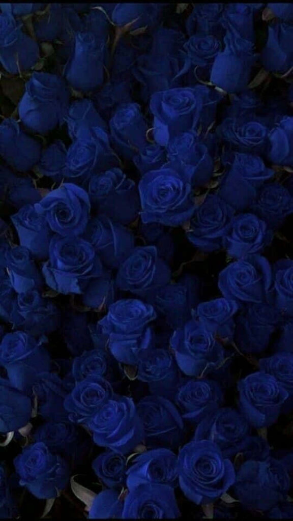 Elegant Dark Blue Roses Wallpaper – Rich Floral Background Design