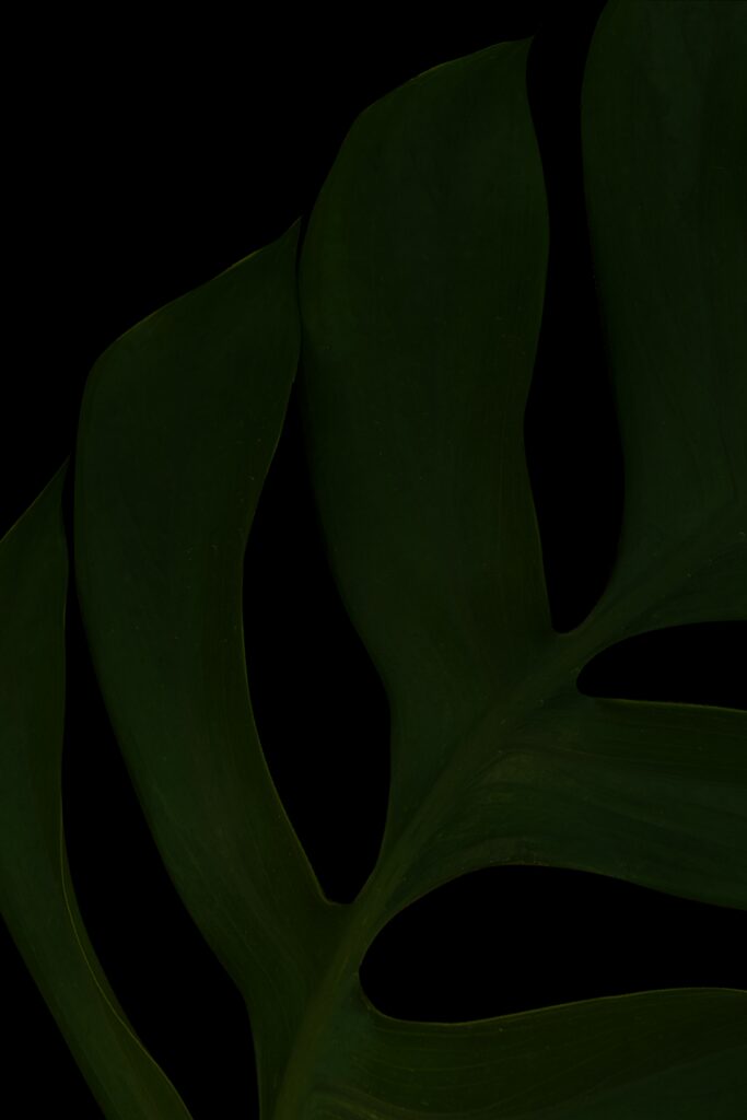 Elegant Dark Macro Wallpaper: Intricate Green Leaf on Black Background