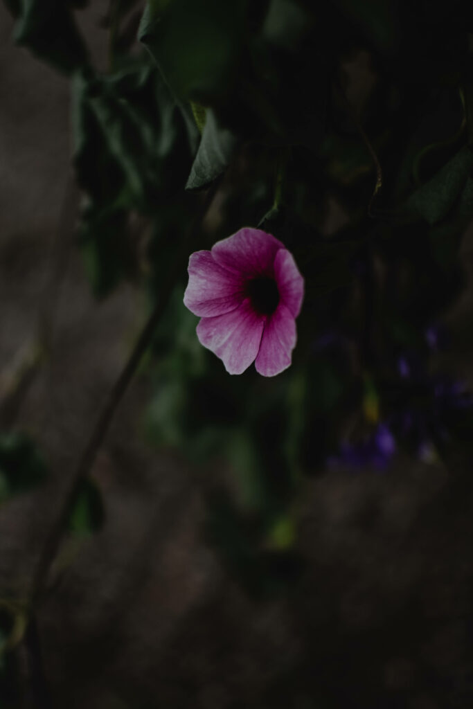 Elegant Dark Pink Flower Wallpaper for Minimalistic Phone Display