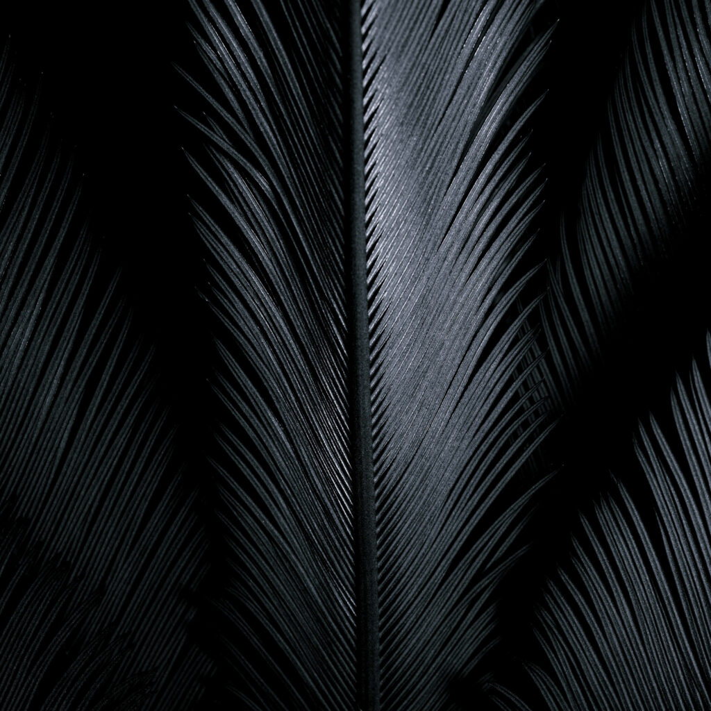 Elegant Dark Feather Wallpaper: Intricate Textured Background Design