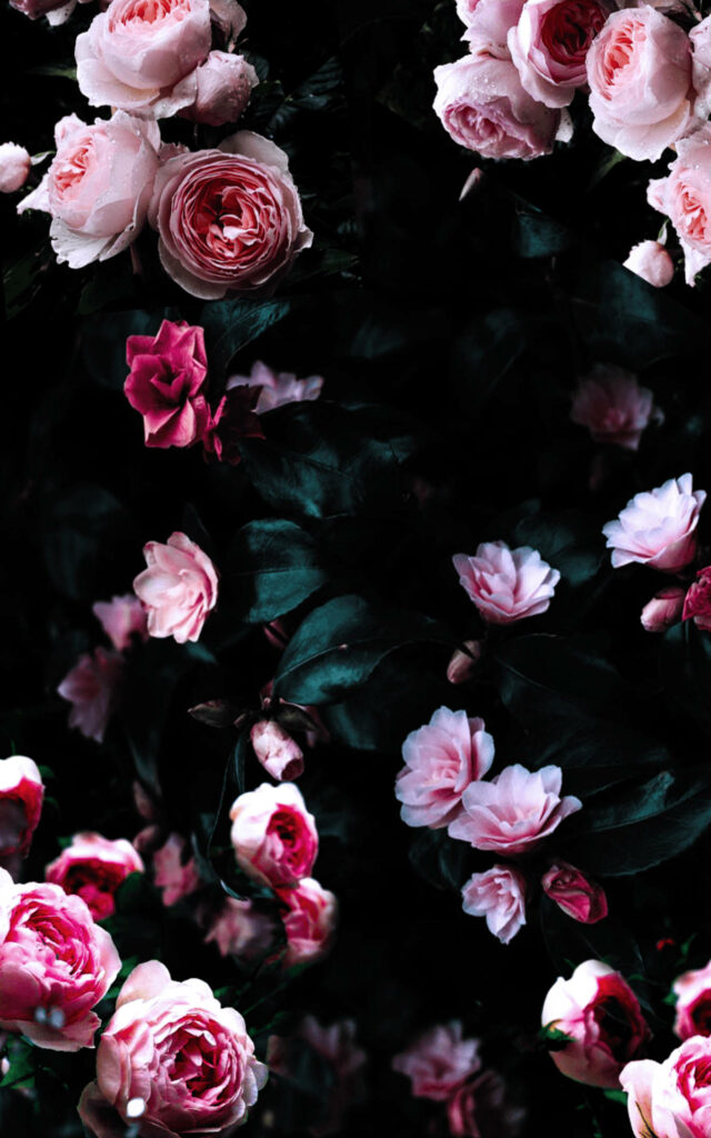 Elegant Dark Wallpaper with Lush Pink Roses and Green Leaves