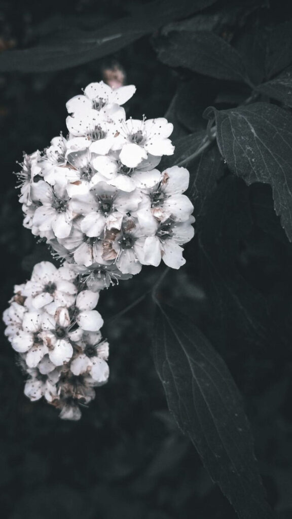 Elegant White Flowers on Dark Background - Serene Wallpaper Design