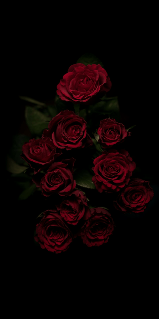 Elegant Deep Red Roses Wallpaper on Dark Background for Sophisticated Spaces