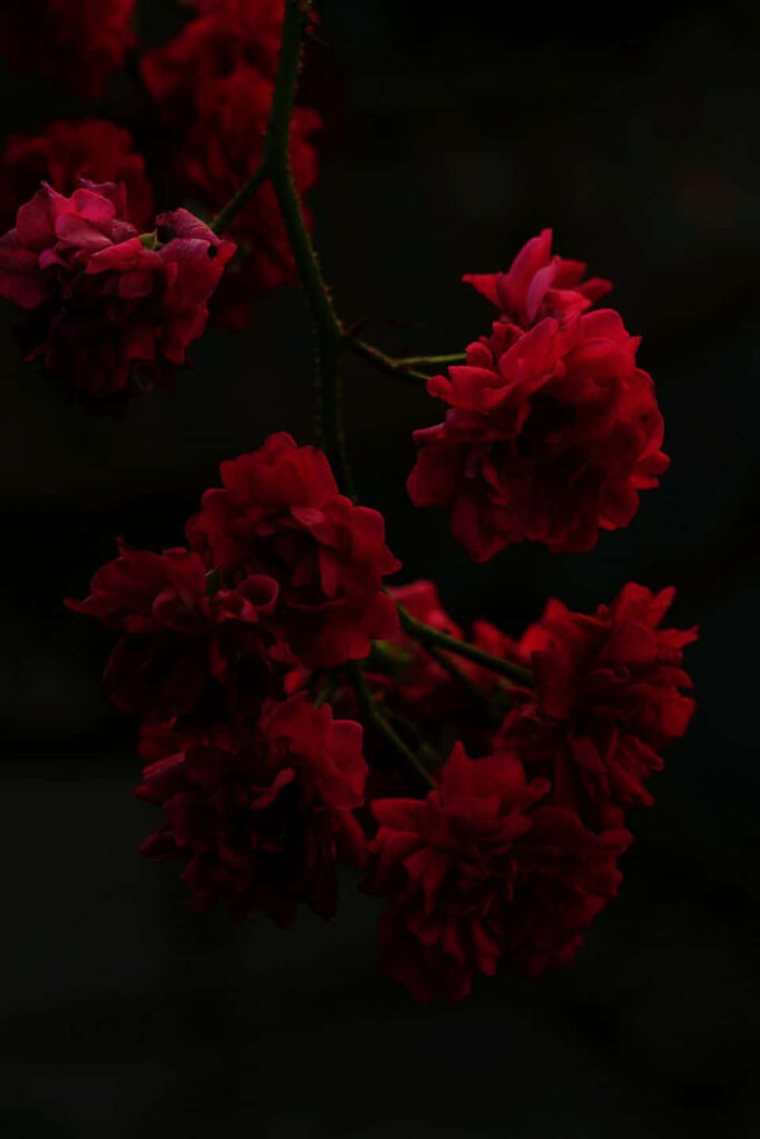 Elegant Black Background with Dramatic Deep Red Roses Wallpaper