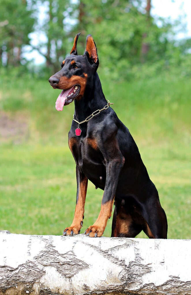 Dobermann dog standing alert in lush green background with glossy black and tan coat in sunlight Wallpaper
