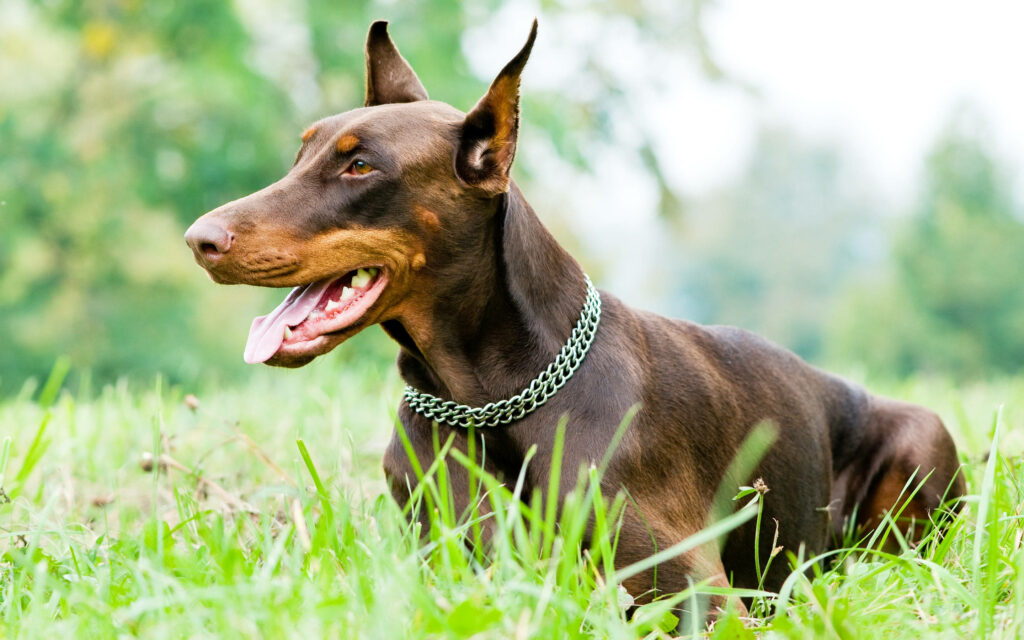 Alert Dobermann with sleek brown coat resting on vibrant green lawn in natural light outdoors Wallpaper