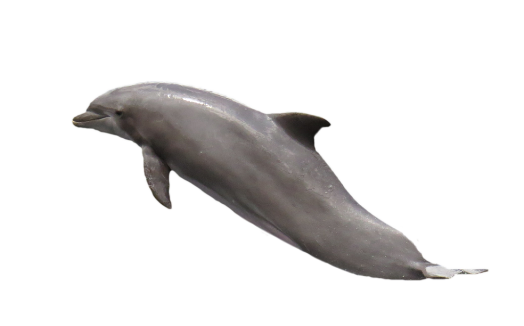 Elegant Dolphin Mid-Leap Wallpaper on Transparent Background