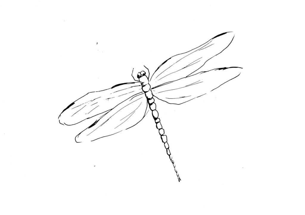Elegant Hand-Drawn Dragonfly Minimalist Wallpaper Background