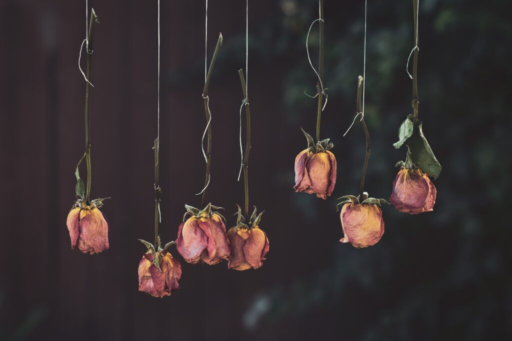 Withered Pink Roses Wallpaper: Rustic Elegance Against Dark Background