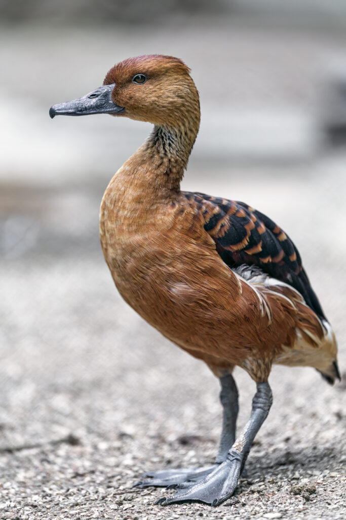 Striking Duck Wallpaper: Elegant Wildlife Photography in High-Res