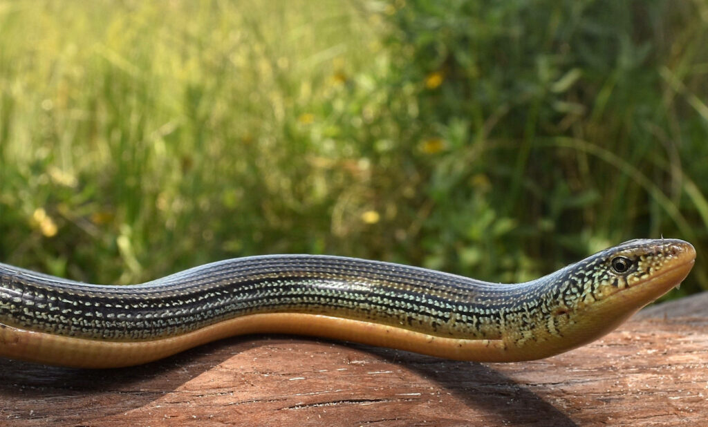 Elegant Eastern Glass Lizard on Log: Nature Wallpaper Background