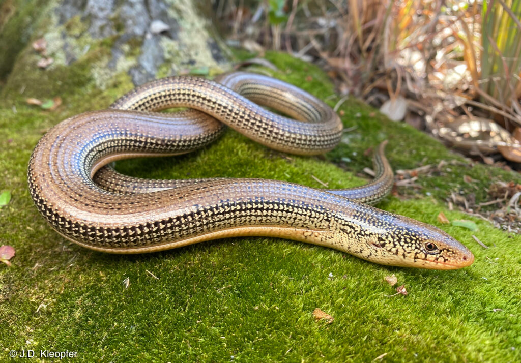 Elegant Eastern Glass Lizard on Mossy Root - Serene Nature Background Wallpaper
