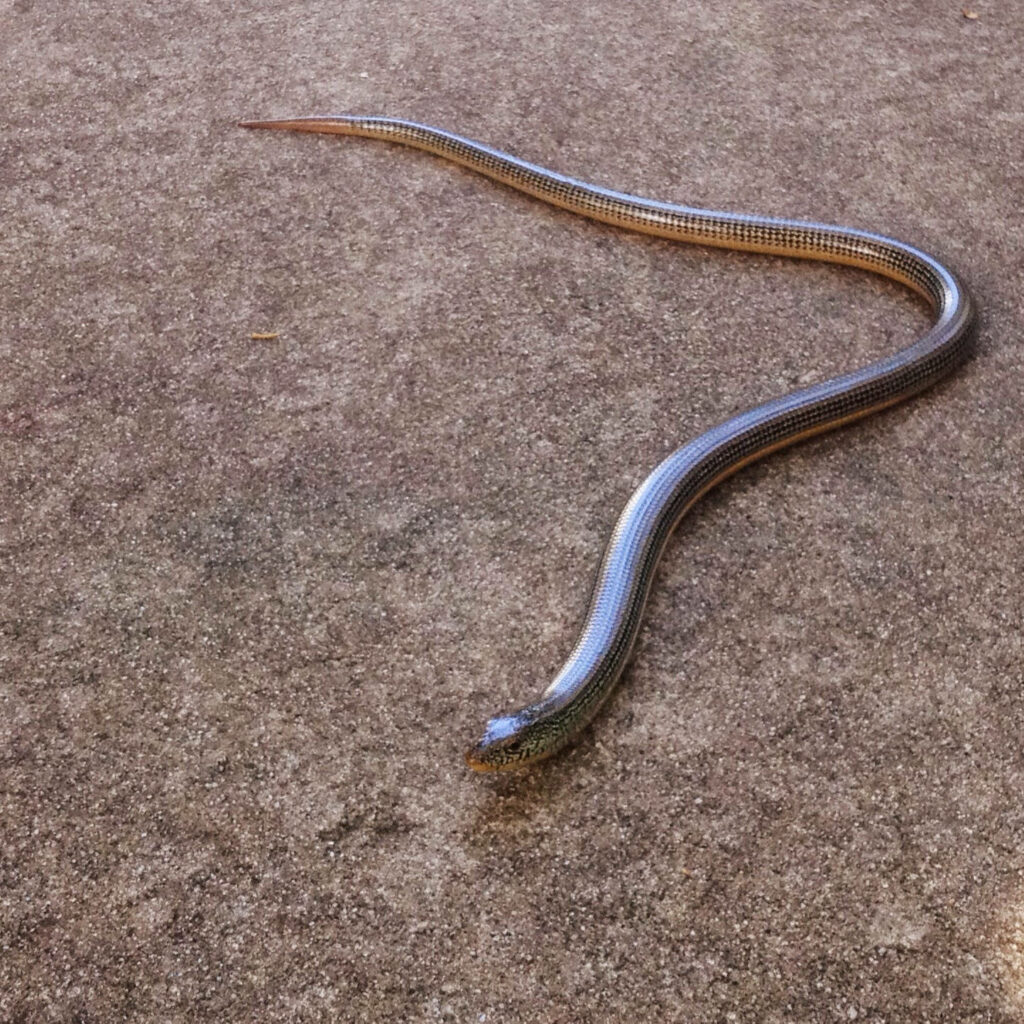 Elegant Eastern Glass Lizard Wallpaper on Sandy Earthy Background