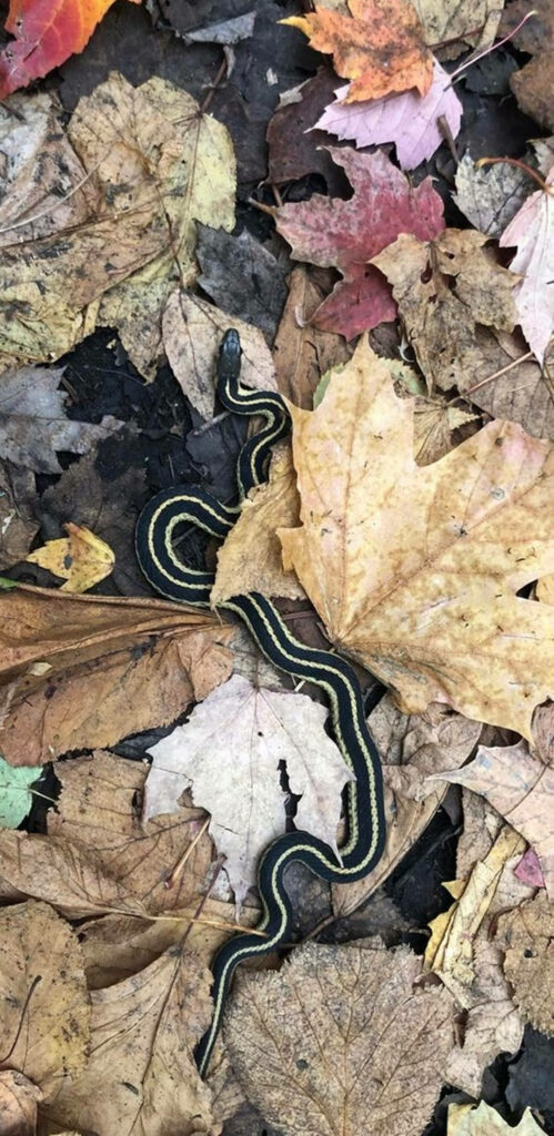 Eastern Ribbon Garter Snake Wallpaper: Camouflage in Autumn Leaves
