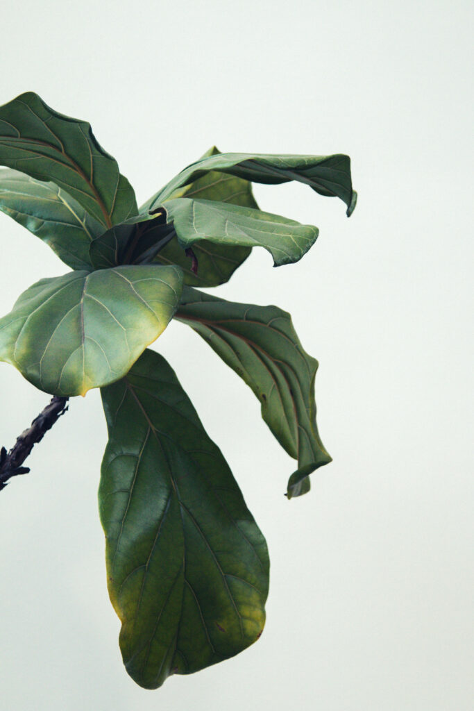 Elegant Fiddle Leaf Plant Wallpaper - Lush Green Serenity Background