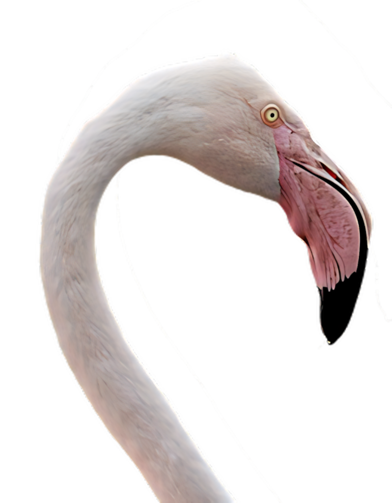 Elegant Flamingo Wallpaper: Graceful Posture & Soft Pink Tones