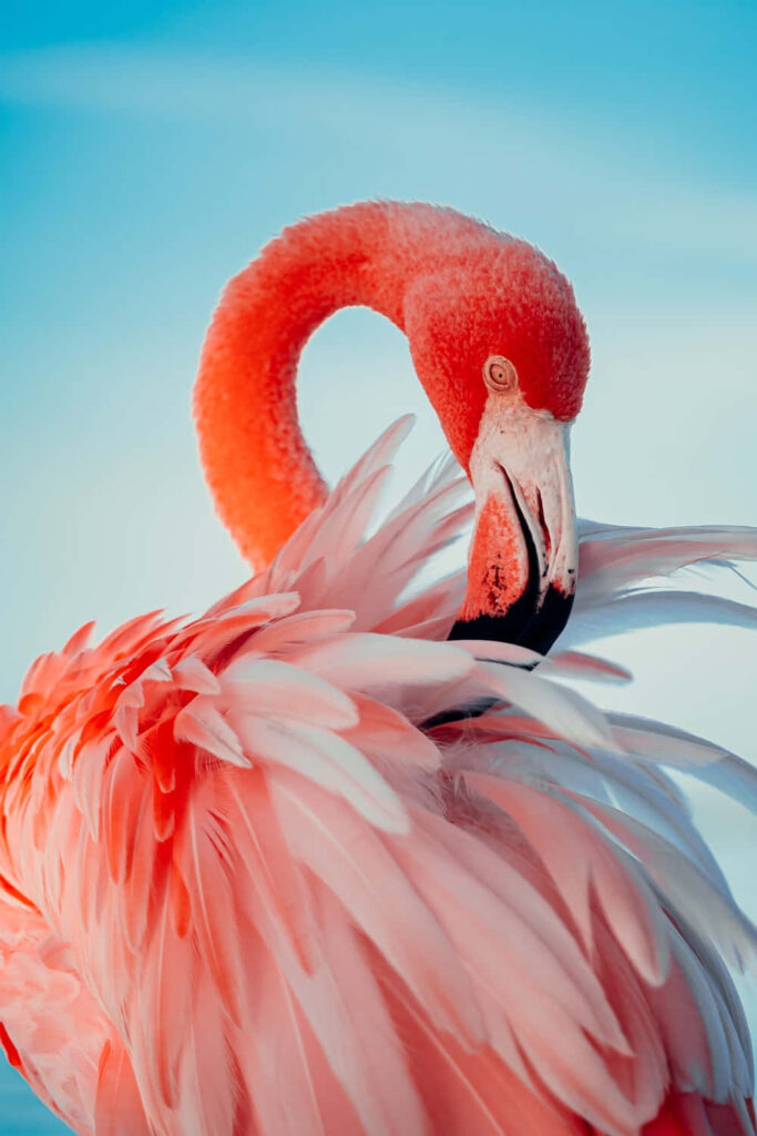 Elegant Flamingo Wallpaper: Vibrant Pink & Blue Nature Background