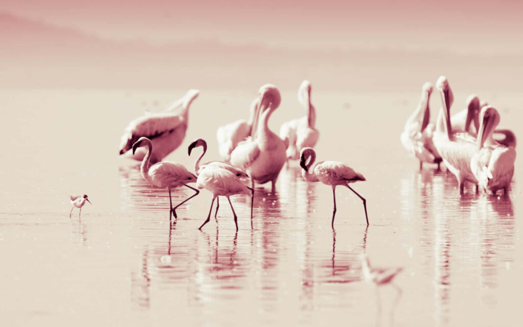 Tranquil Flamingo Laptop Wallpaper - Elegant Water Scene Background