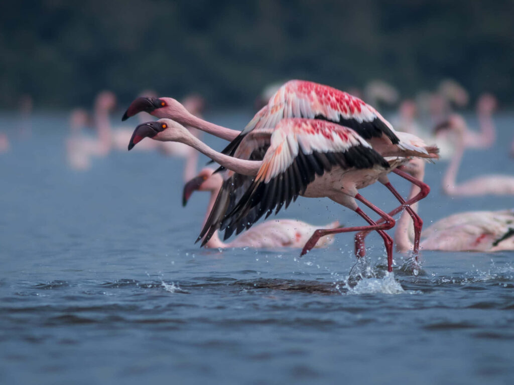 Stunning Flamingo Flight Wallpaper: Graceful Birds Over Calm Waters