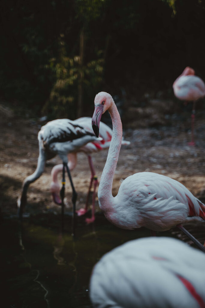 Elegant Flamingos in Calm Pond - Serene Nature Wallpaper Background