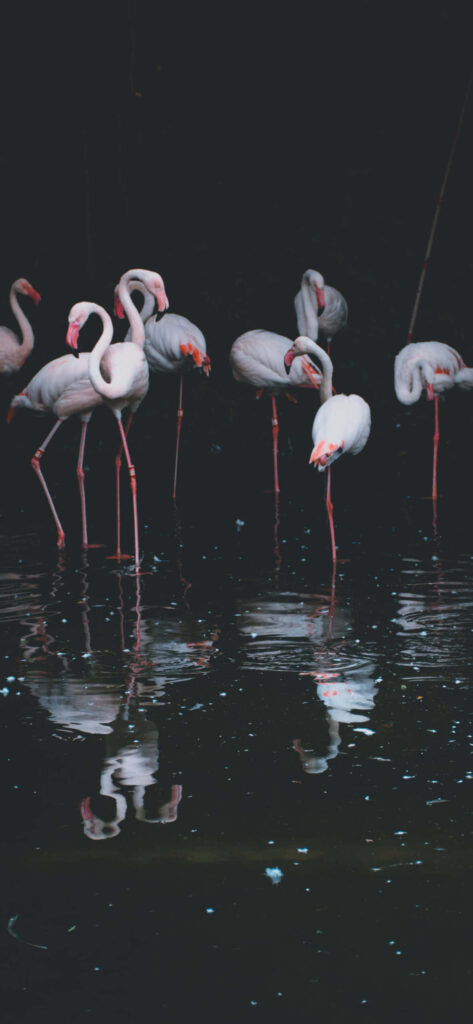 Elegant Flamingos Reflection Wallpaper - Serene Background Art