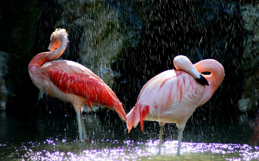 Elegant Flamingos in Tranquil Water - Serene Wallpaper Background