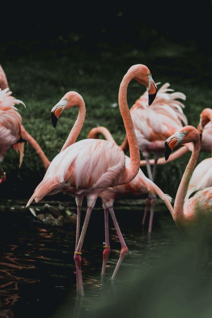 Elegant Flamingos in Lush Green: Tropical Wallpaper Background