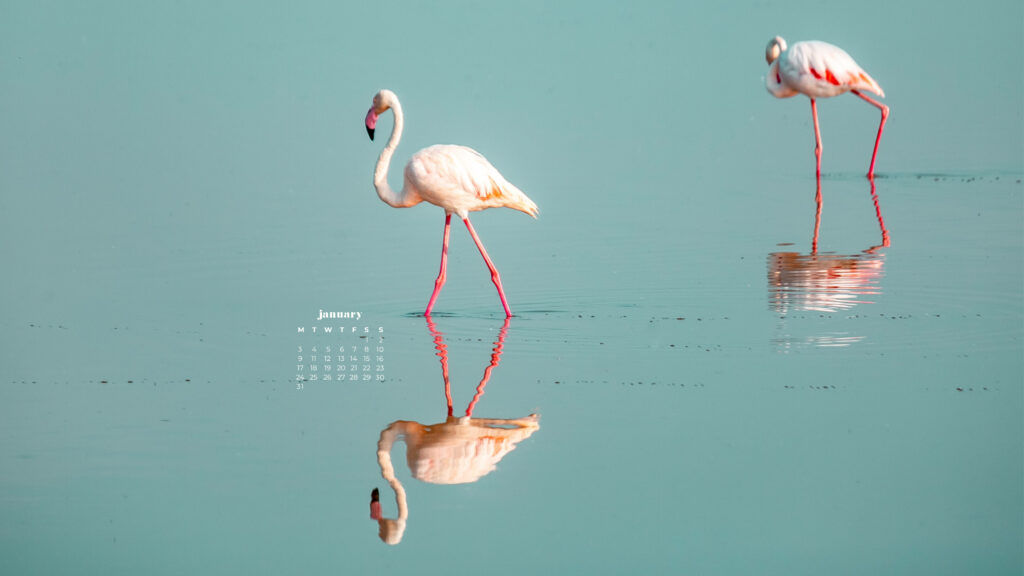 Elegant Flamingos Wallpaper Calendar - Serene & Shimmering Design